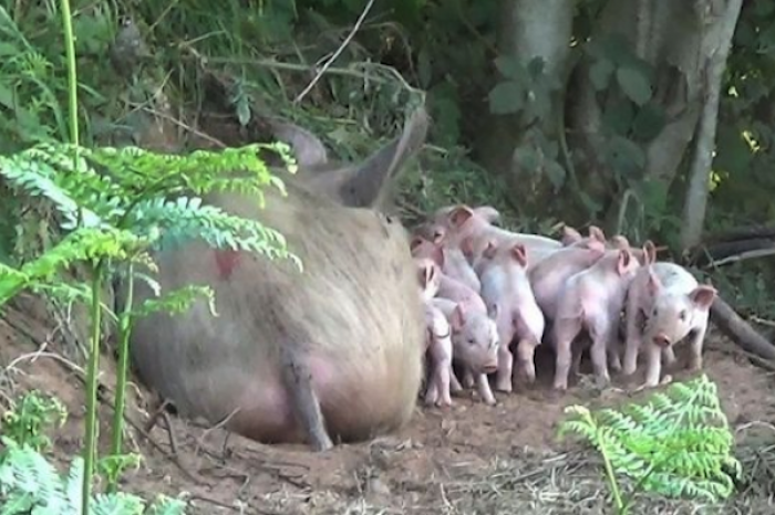 Se escapa de una granja para salvar a sus crías