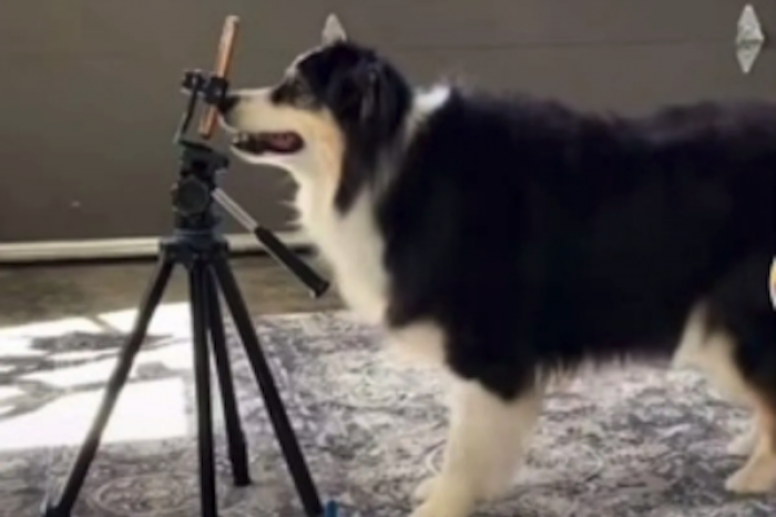 Captan a perrito grabando TikTok