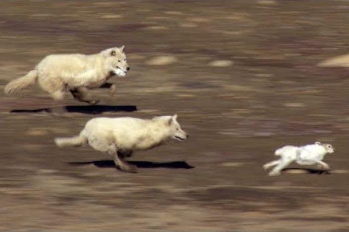 Un video de lobos persiguiendo y luchando con actores se viralizó en redes sociales