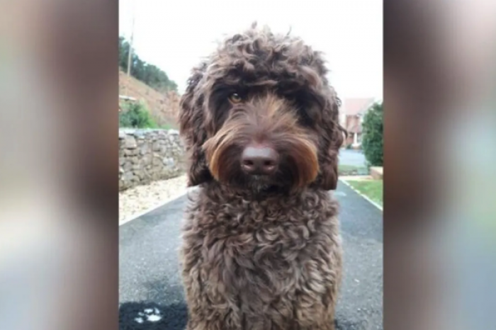 Un perro de los bomberos salvó a una mujer que planeaba quitarse la vida