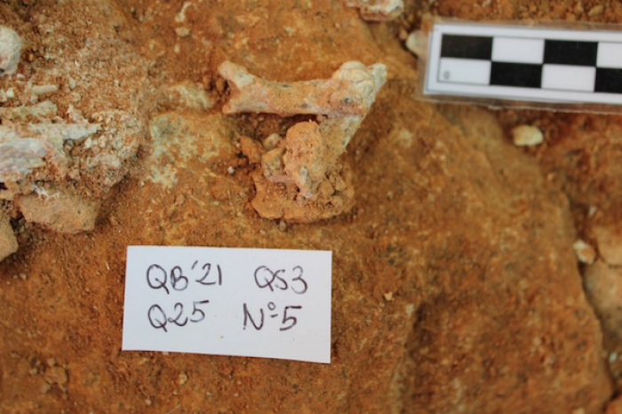 Encuentran esqueleto de un lince ibérico de hace un millón de años