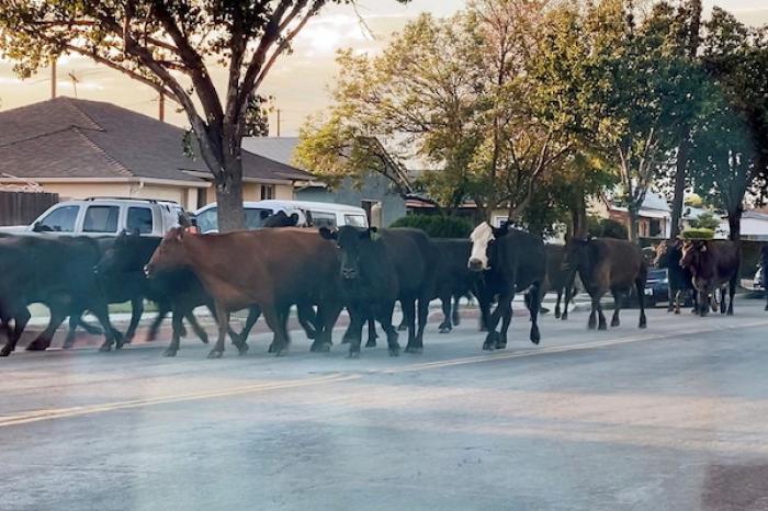 Se fugan vacas de matadero