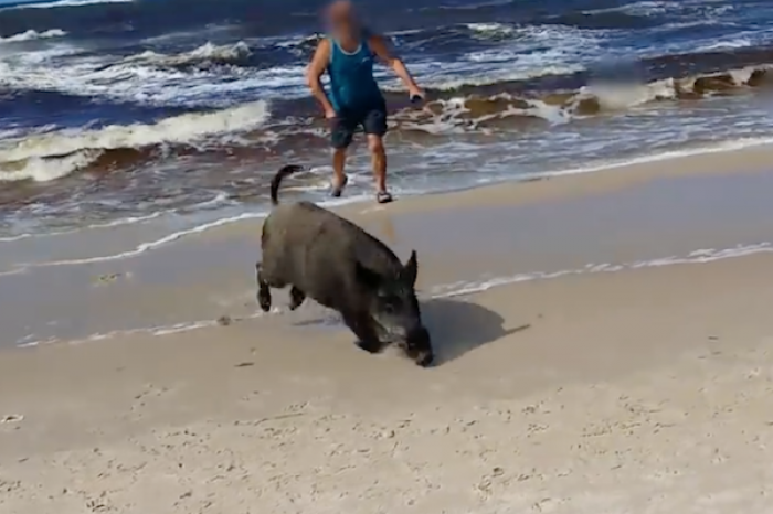 Familia de jabalíes acuden a la orilla del mar báltico, sorprenden a bañistas