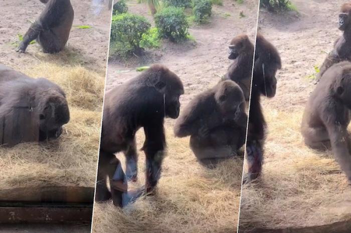 La reacción de unos gorilas al descubrir una serpiente dentro de su jaula