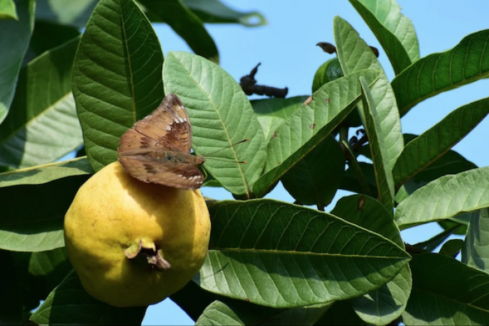 Razones para comer guayabas y disfrutar de sus beneficios