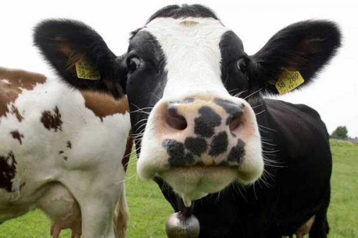 Bacterias en el estómago de las vacas pueden descomponer el plástico