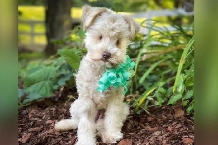 Perrita que nació sin ojos busca familia que la adopte