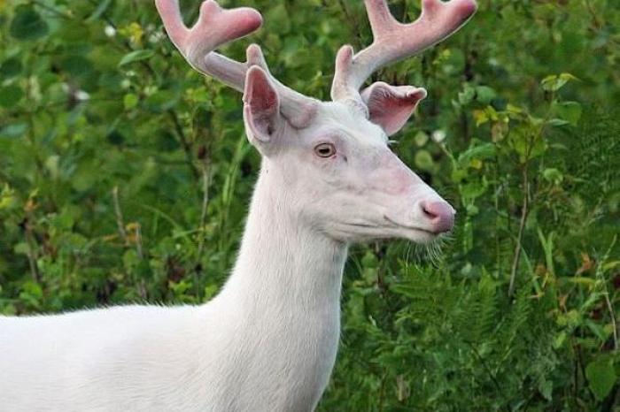 Captan a ciervo albino con cuernos rosados