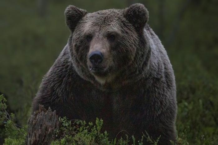 Oso ahuyenta a un tigre de mayor tamaño que él