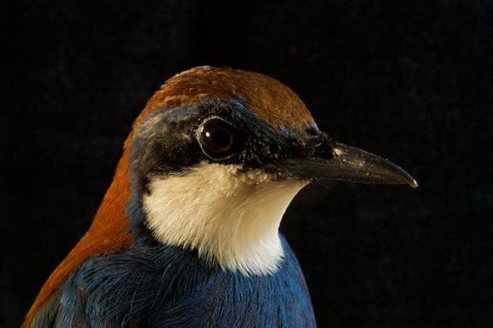 Descubren nueva especie de ave en los bosques de Papúa Nueva Guinea