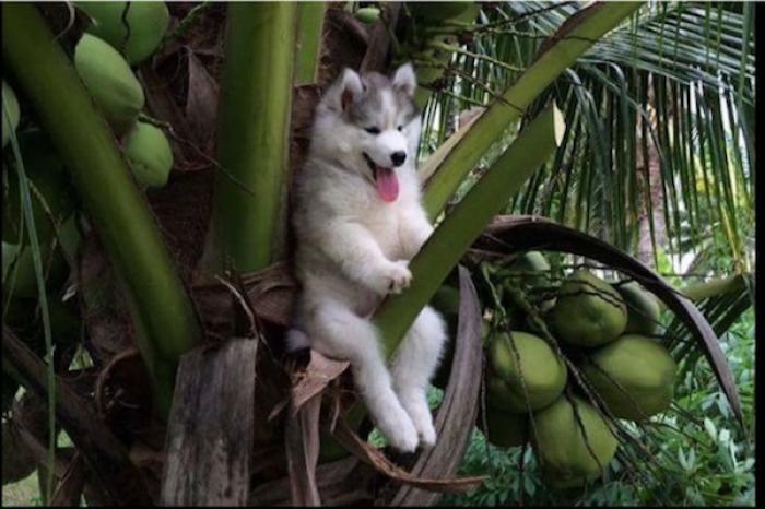 Husky se atora en una palmera e internautas crean divertidos escenarios
