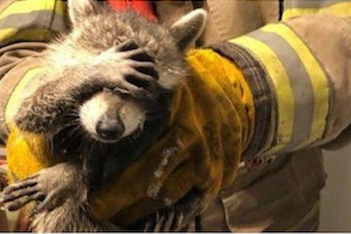 Encuentran robando a un mapache y se avergüenza