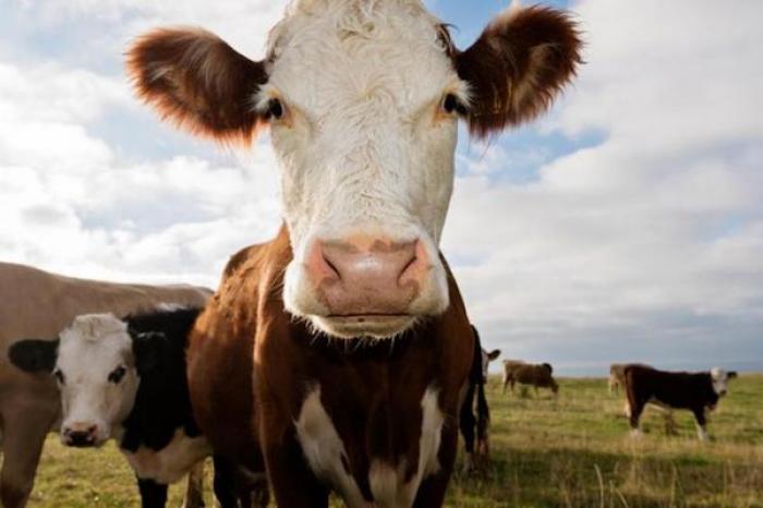 Conductor extraviado le pregunta la dirección a una vaca