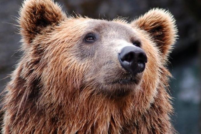 Un hombre abre la puerta de su auto para sacar a un oso