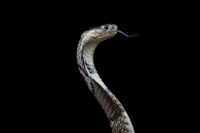 Gato se enfrenta a una cobra y salva a su dueño