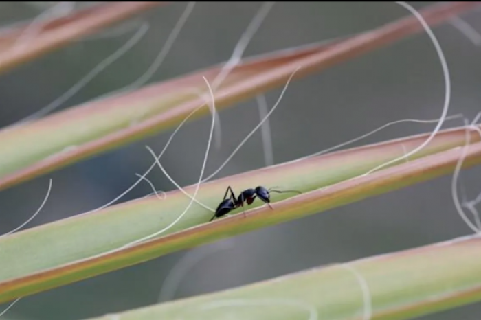 El valor de las hormigas para la Naturaleza y la existencia de humanos