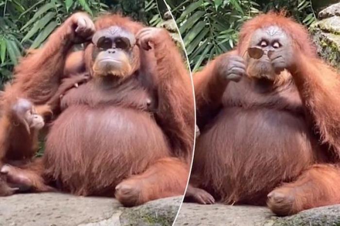 Un orangután modela lentes de sol