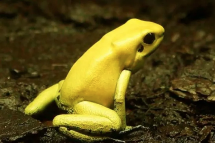 Aparecen ranas amarillas en la India