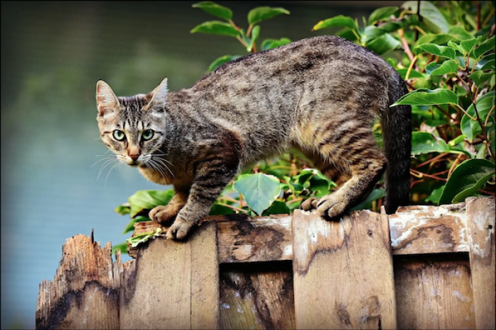 Gato se enfrenta a un oso para 