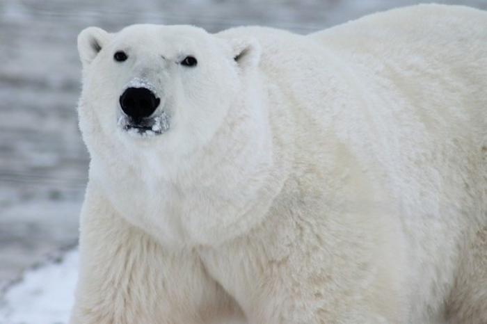 Osos polares pueden cazar morsas lanzándoles piedras y bloques de hielo