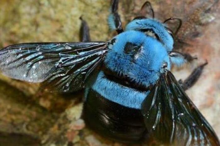 Abejas azules que se creían extintas reaparecen en EU