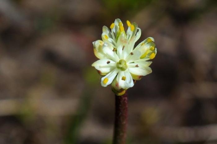 Descubren nueva especie de planta carnívora, se extiende por la costa del Pacífico norteamericano