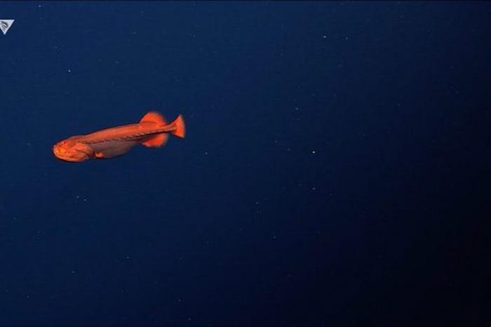 Extraño pez cambia de forma en aguas profundas