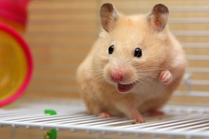 Mini baño de un hamster se vuelve viral