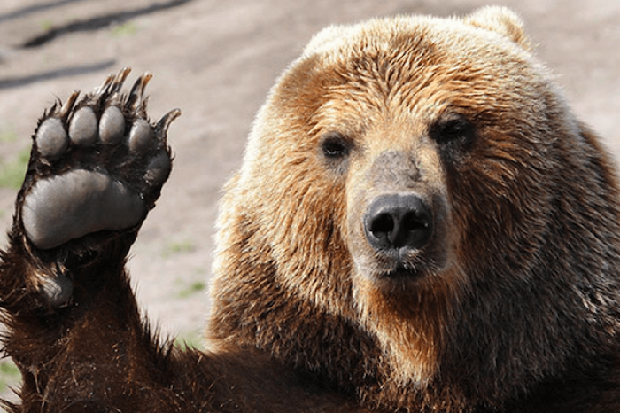 Sujeto presenta demanda por las lesiones sufridas al ser asustado por un oso