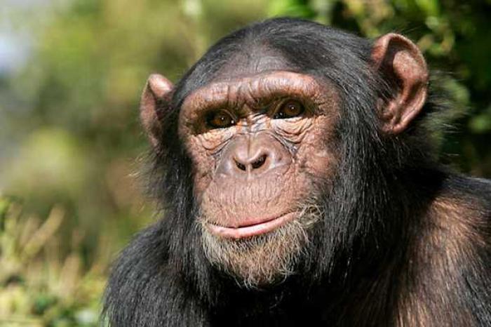 Fallece en Europa chimpancé a los 49 años