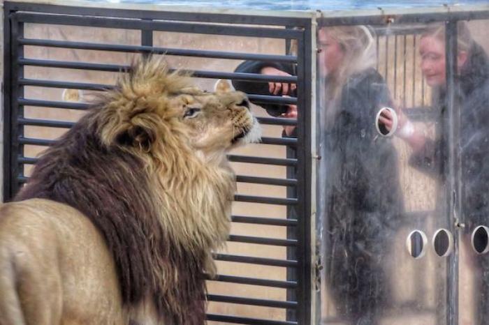 Santuario en Sudáfrica encierra a los visitantes en una jaula y los leones caminan alrededor
