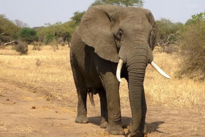 Elefante confunde escultura con rival y la derriba 