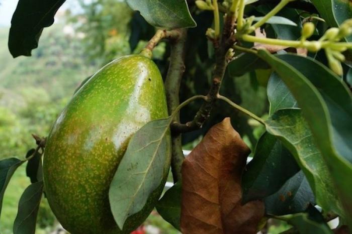 Se asombra al ver cómo una planta de aguacate creció en su cas