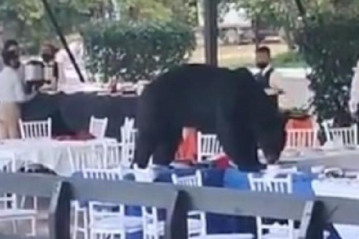 Oso aparece en un banquete en Nuevo León