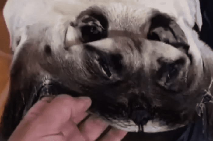 Video viral: Hombre realiza tapete con la piel de su fallecida mascota