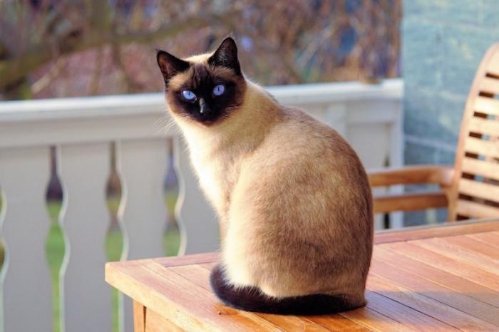 Gato logra sobrevivir sin comer durante 52 días