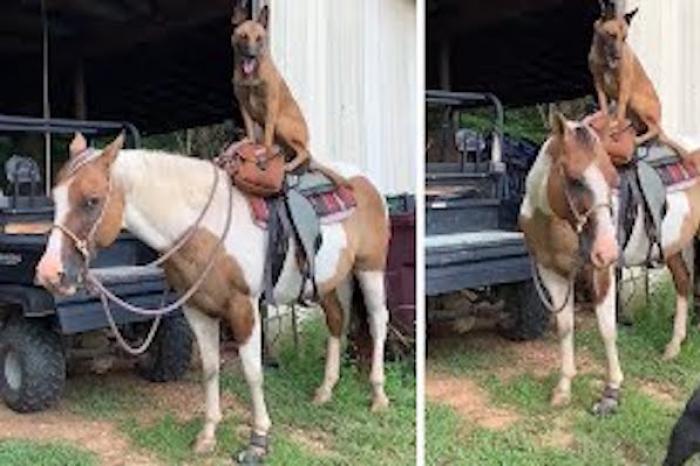 Caballo pasea a la mascota de su dueña y escena se vuelve viral