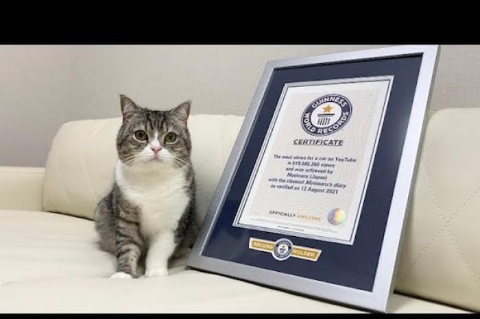 Gato japonés entra en el libro Guinness como el gato con más visitas en YouTube