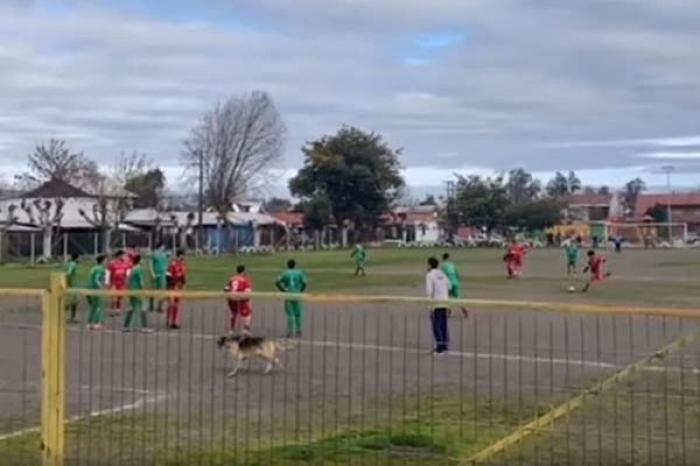 Perro mete gol durante un partido