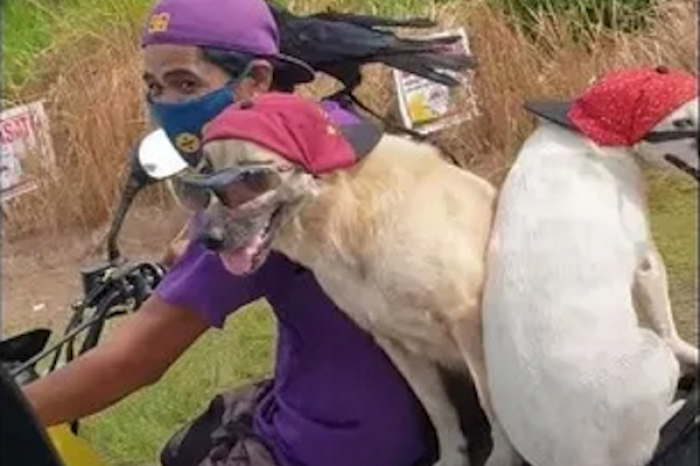 Este hombre se traslada con sus mascotas en moto