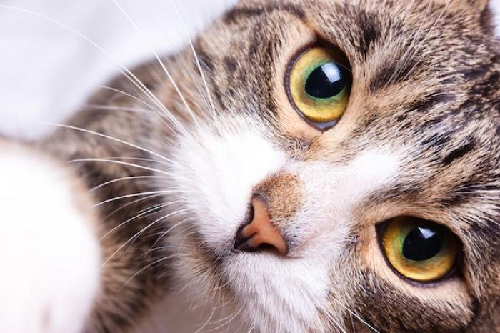 VIRAL: Gato persigue a joven que lo salve