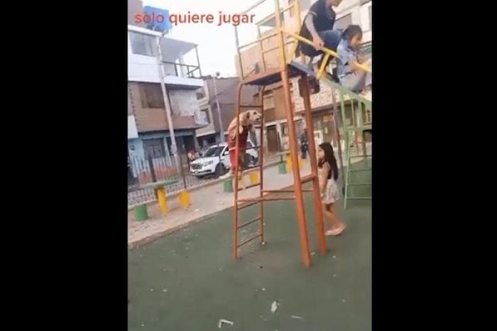 Animal se sube a resbaladilla con un grupo de niños y se viraliza