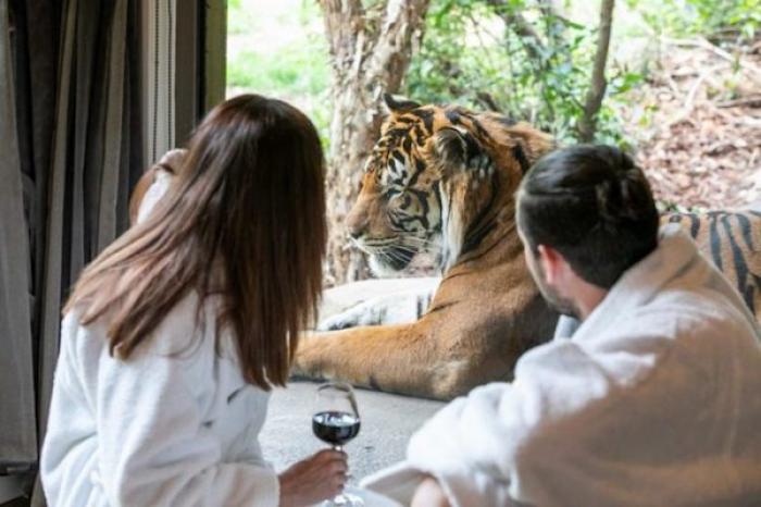 Hotel ofrece la oportunidad de dormir con tigres