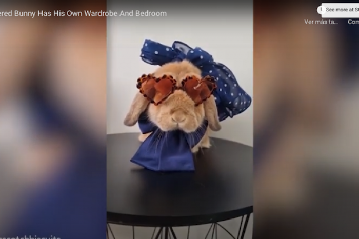Conejo se hace viral en redes por contar con más de 100 vestuarios