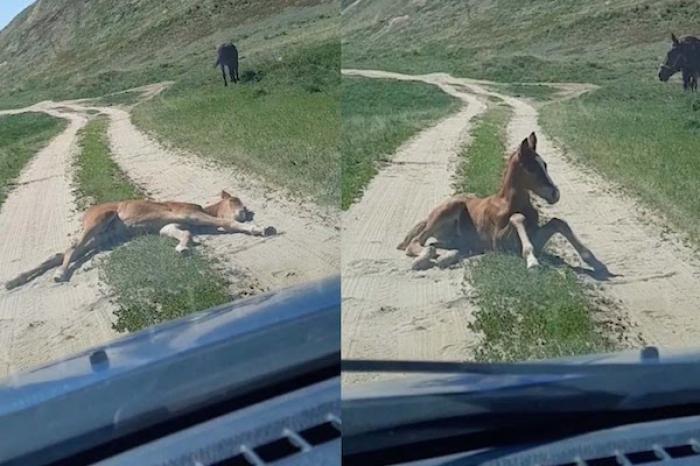 Caballo se queda dormido y obstruye el paso de vehículos