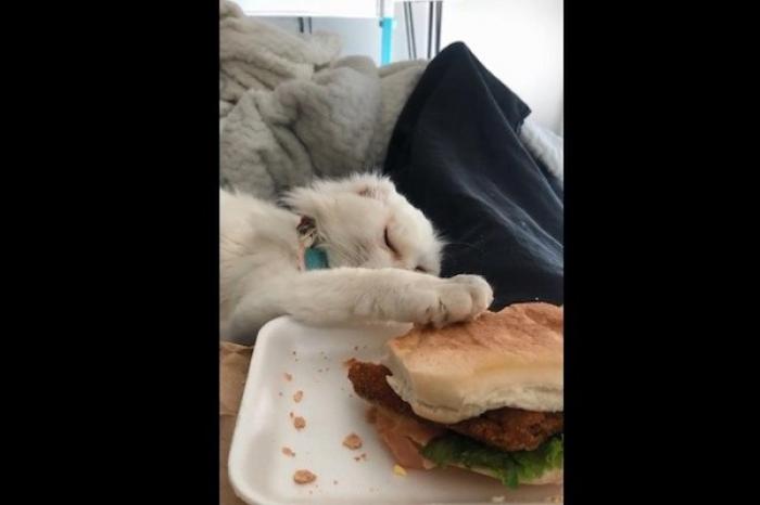 Gatita intenta comerse la comida de su dueña y finge quedarse dormida