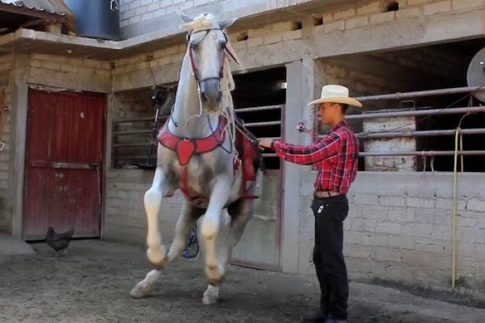 Caballo baila al escuchar música de banda