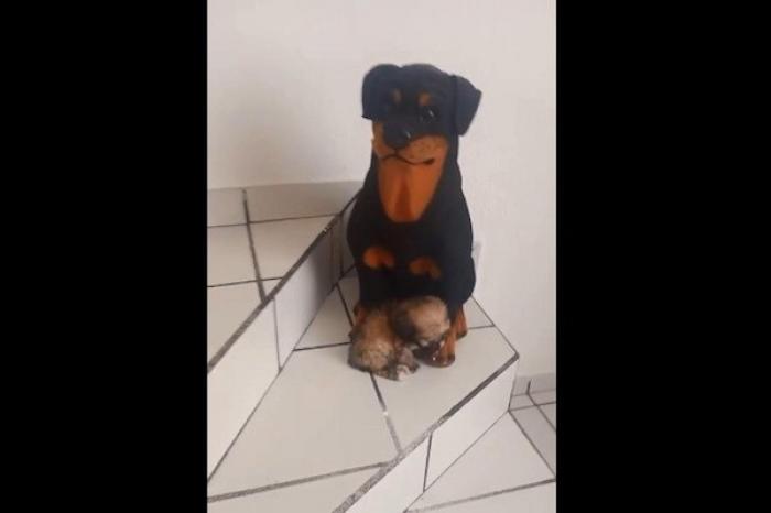 Perrito confunde a su mamá con una alcancía