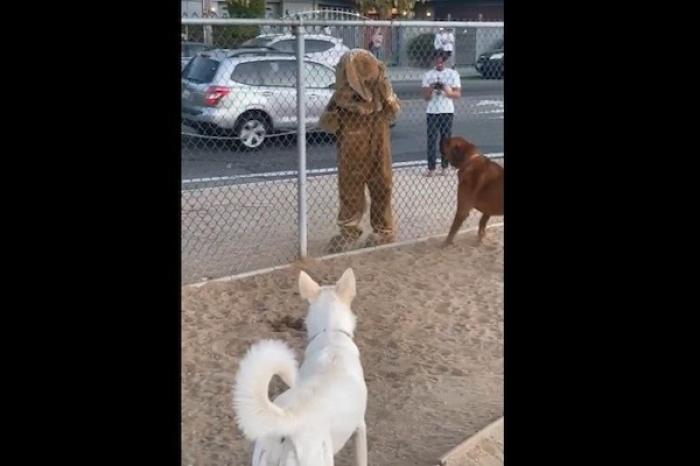 Hombre se disfraza de perro y la reacción de los caninos se viraliza