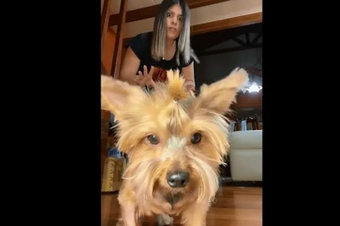 Canino juega con su dueña a Lus verde, luz roja de 